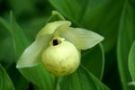 Cypripedium flavum